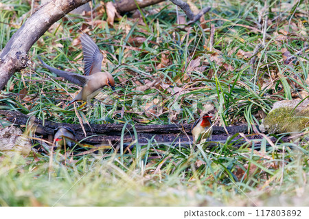 A beautiful flock of waxwings (Waxing Waxwing Family) gather and sometimes fight to drink from a spring, Kumagaya City, Saitama Prefecture A beautiful flock of waxwings (Waxing Waxwing Family) gather and sometimes fight to drink from a spring, Kumagaya City, Saitama Prefecture 117803892