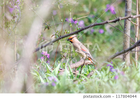 A beautiful flock of waxwings (Waxing Waxwing Family) descending to the ground to eat the berries of a Lily of the Valley (Subfamily Liliaceae) 117804044