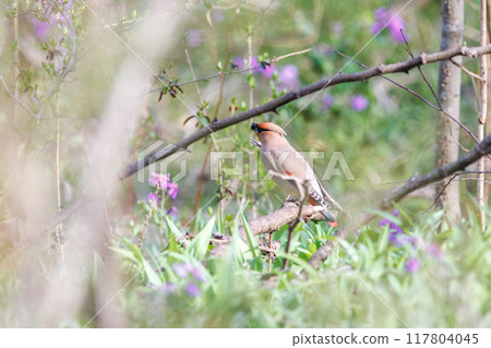 A beautiful flock of waxwings (Waxing Waxwing Family) descending to the ground to eat the berries of a Lily of the Valley (Subfamily Liliaceae) 117804045