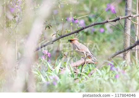 A beautiful flock of waxwings (Waxing Waxwing Family) descending to the ground to eat the berries of a Lily of the Valley (Subfamily Liliaceae) A beautiful flock of waxwings (Waxing Waxwing Family) descending to the ground to eat the berries of a Lily of the Valley (Subfamily Liliaceae) 117804046