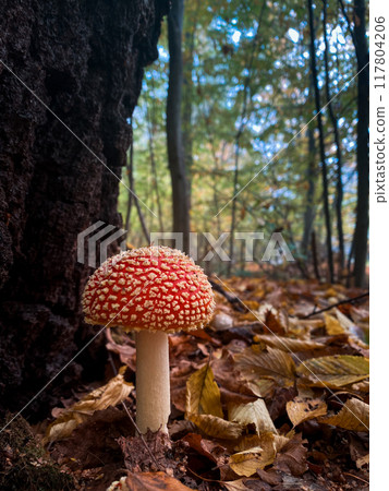 Vibrant Red Mushroom in Forest Vibrant Red Mushroom in Forest 117804206