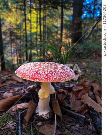 Vibrant Red Mushroom in Forest Vibrant Red Mushroom in Forest 117804208