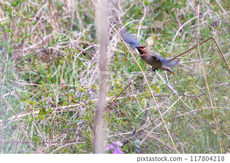 A beautiful flock of waxwings (Waxing Waxwing Family) descending to the ground to eat the berries of a Lily of the Valley (Subfamily Liliaceae) 117804218
