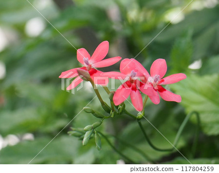 Close-up of red freesia laxa flowers (Himehiougi at Enkoji Temple) 117804259
