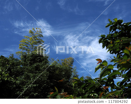春天的源內山綠地公園（春天的天空、竹林、樹木） 117804292