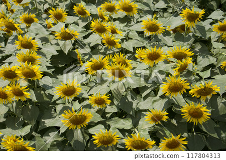 Scenery with sunflower 117804313