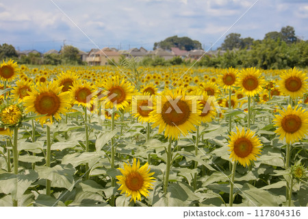 Scenery with sunflower Scenery with sunflower 117804316