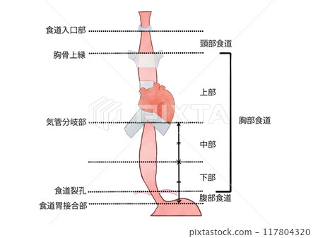 Anatomy and physiology of the digestive system: Names of each part of the esophagus 117804320