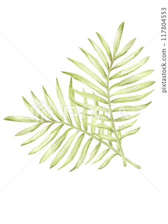 Hand drawn watercolor green monochrome palm tree leaves poster composition isolated on white background. Can be used for cards, scrapbook and other printed products. 117804553