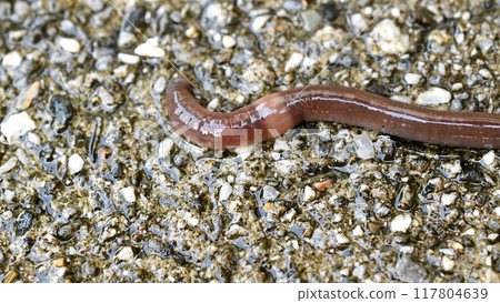 Brown earthworms are prized as fishing bait. Brown earthworms are prized as fishing bait. 117804639