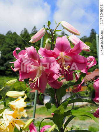 Landscape with oriental lilies Landscape with oriental lilies 117804668