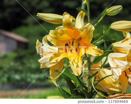 Landscape with oriental lilies Landscape with oriental lilies 117804669