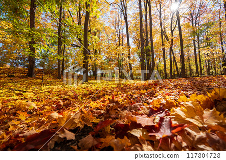 Golden maple forest and fallen leaves in autumn with sunlight. Mont-Saint-Bruno National Park, Saint-Bruno-de-Montarville, Quebec, Canada. Fall foliage color. 117804728
