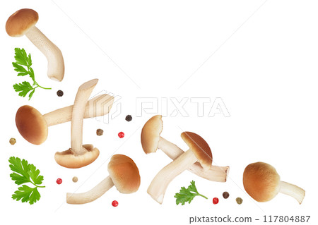 honey fungus mushrooms isolated on white background . Top view with copy space for your text. Flat lay. 117804887