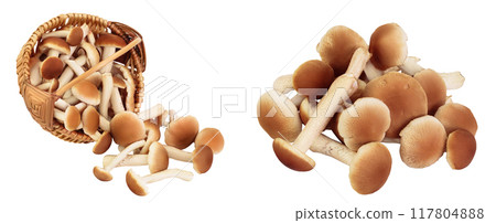 honey fungus mushrooms in a wicker basket isolated on white background full depth of field 117804888