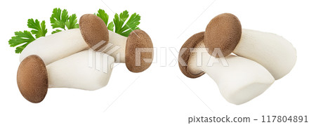 King Oyster mushroom or Eringi isolated on white background full depth of field. 117804891