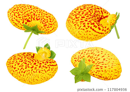 Calceolaria flower isolated on white background. Top view. Flat lay Calceolaria flower isolated on white background. Top view. Flat lay 117804936