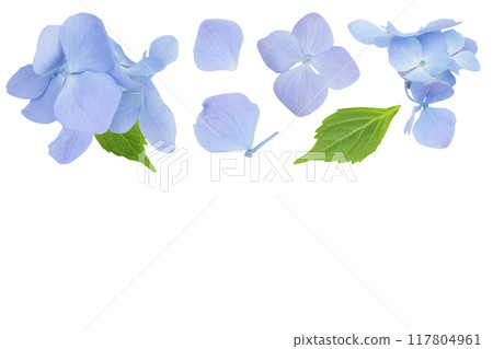 Blue Hydrangea flower isolated on white background. Top view with copy space for your text. Flat lay 117804961