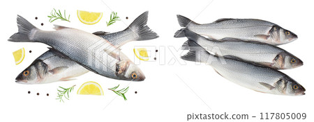 Sea bass fich isolated on white background . Top view. Flat lay Sea bass fich isolated on white background . Top view. Flat lay 117805009