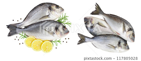 Fish dorado isolated on white background full depth of field. Top view. Flat lay Fish dorado isolated on white background full depth of field. Top view. Flat lay 117805028