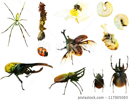 Insect illustration material set 1 (beetles, etc.) Insect illustration material set 1 (beetles, etc.) 117805083