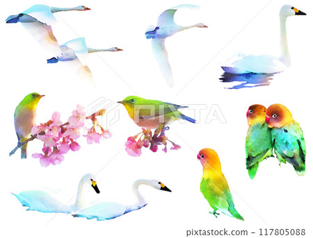 Wild bird illustration material set 3 Wild bird illustration material set 3 117805088