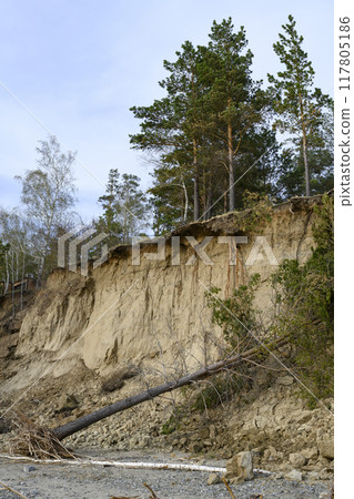 High steep slope with a forest of pines and birches washed away by river and fallen trees in spring High steep slope with a forest of pines and birches washed away by river and fallen trees in spring 117805186