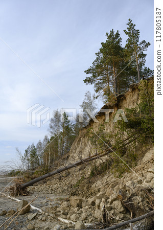 High steep slope with a forest of pines and birches washed away by river and fallen trees in spring High steep slope with a forest of pines and birches washed away by river and fallen trees in spring 117805187