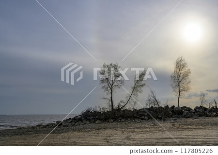 Silhouettes of birch trees against the background of the evening cloudy sky on the rocky riverbank 117805226