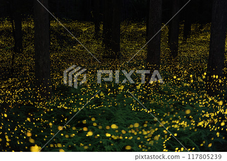 Scenery of fireflies 117805239