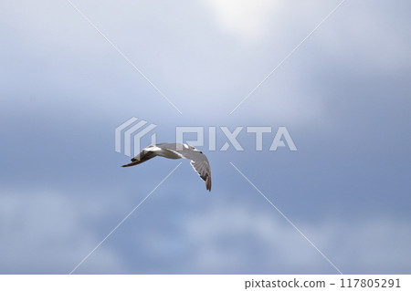 Black-tailed Gull Image 117805291