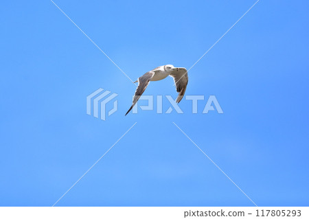 Black-tailed Gull Image 117805293