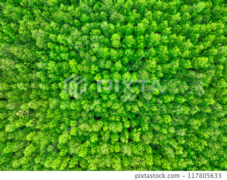Aerial view green mangrove forest. Natural carbon sinks. Mangroves trees capture CO2. Blue carbon ecosystems. Mangroves absorb carbon dioxide emissions and mitigating global warming. Green ecosystem. 117805633