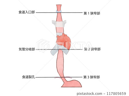 Anatomy and physiology of the digestive system: Physiological narrowing of the esophagus 117805659