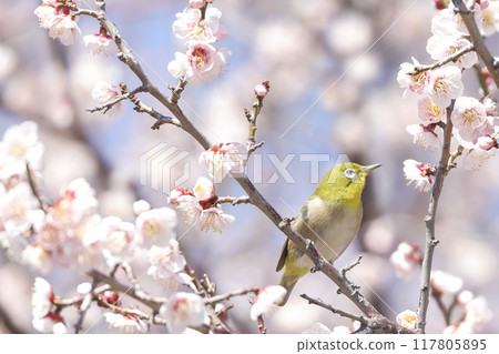 Plum and Mejiro Plum and Mejiro 117805895