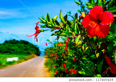 Red hibiscus from a southern island Red hibiscus from a southern island 117805924