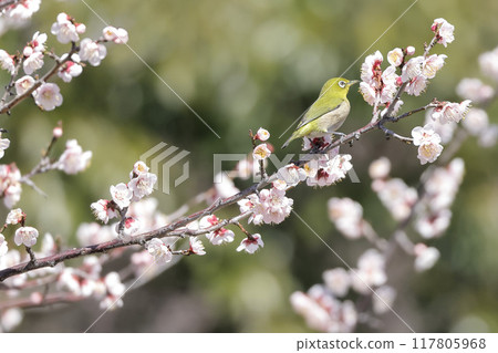 Mejiro吮吸梅花的蜂蜜 Mejiro吮吸梅花的蜂蜜 117805968