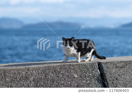 A cat relaxing on a dike 117806403