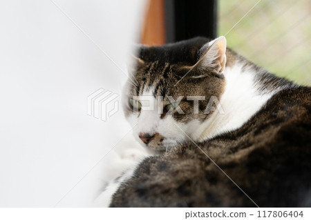 Cat relaxing by the window Kijitora Shiro 117806404