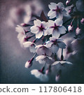 Cherry Blossoms	 117806418