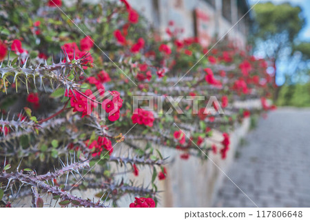 Picturesque rustic cabin house in the town of Galipan, Caracas - Venezuela. Eco house concept. Picturesque rustic cabin house in the town of Galipan, Caracas - Venezuela. Eco house concept. 117806648