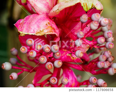 熱帶開花樹Medinilla magnifica 117806658