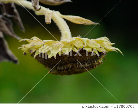 菊科一年生草本向日葵花蕾 117806705