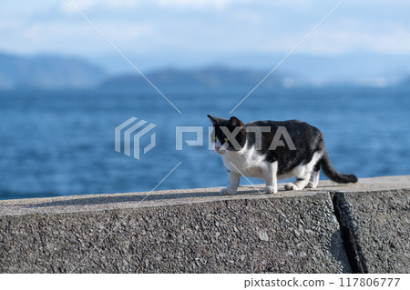 A cat relaxing on a dike 117806777