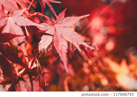 japan beautiful maple leaf travel background maple maple leaf 117806793