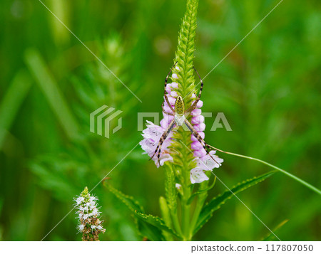 一隻長尾蜘蛛在唇形科花叢中等待獵物。 一隻長尾蜘蛛在唇形科花叢中等待獵物。 117807050