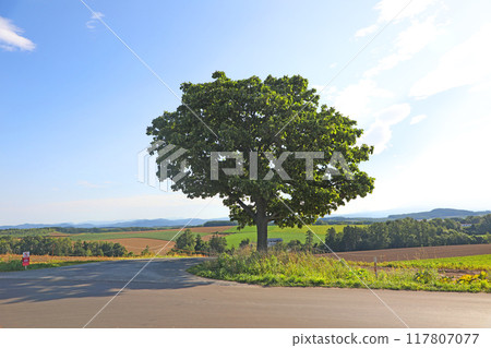 美瑛七星樹 美瑛七星樹 117807077