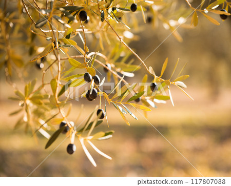 Close up black olives on tree branches in grove Close up black olives on tree branches in grove 117807088
