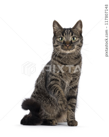 Tabby house cat on white background Tabby house cat on white background 117807148