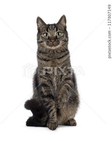 Tabby house cat on white background Tabby house cat on white background 117807149